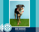 Small #12 Miniature Pinscher Mix