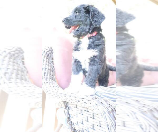 Medium Photo #10 Aussiedoodle Puppy For Sale in CONWAY, SC, USA