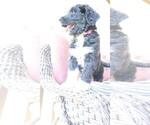 Small #9 Aussiedoodle