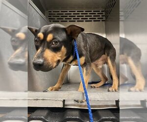 Shepweiller Dogs for adoption in Waco, TX, USA