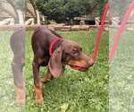 Small #2 Doberman Pinscher