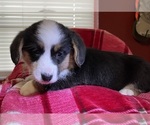 Small Photo #23 Cardigan Welsh Corgi Puppy For Sale in DEARBORN, MO, USA