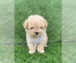 Small #10 Poodle (Toy)
