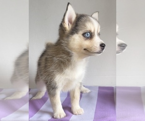 Pomsky Puppy for sale in EDWARDSBURG, MI, USA