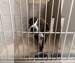 Small #4 American Pit Bull Terrier