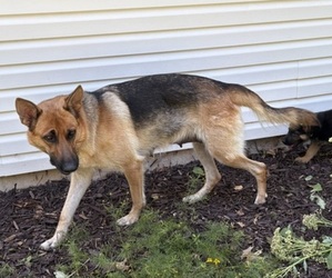 Father of the German Shepherd Dog puppies born on 07/03/2026