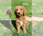 Puppy 5 Poodle (Standard)-Unknown Mix