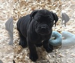 Small #1 Boerboel