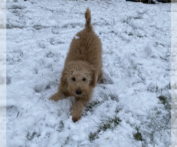 Medium Photo #3 Goldendoodle (Miniature) Puppy For Sale in PALOS HEIGHTS, IL, USA
