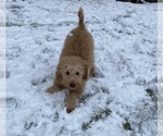 Small Photo #3 Goldendoodle (Miniature) Puppy For Sale in PALOS HEIGHTS, IL, USA
