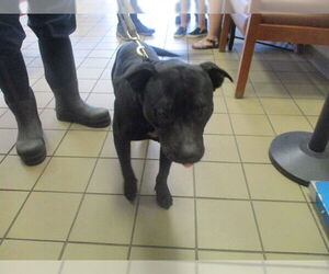 American Pit Bull Terrier Dogs for adoption in Ocala, FL, USA