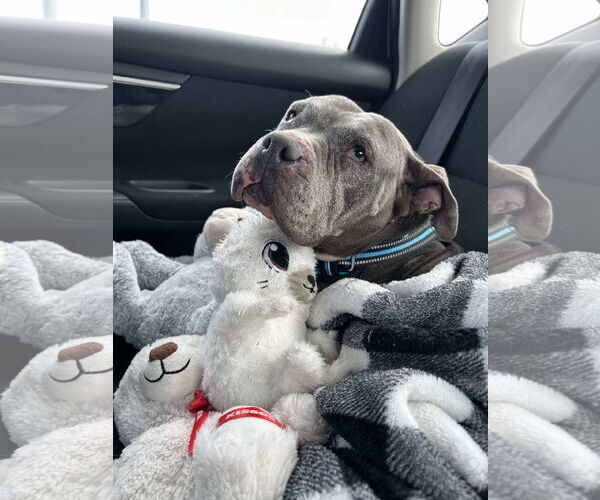 Medium Photo #2 Mutt Puppy For Sale in Sheboygan, WI, USA