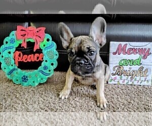 French Bulldog Puppy for sale in TAMPA, FL, USA