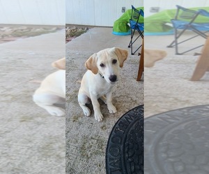 Labrador Retriever Puppy for sale in SAN ANGELO, TX, USA