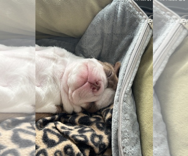 Medium Photo #3 Boston Terrier Puppy For Sale in HUNTINGTON BEACH, CA, USA