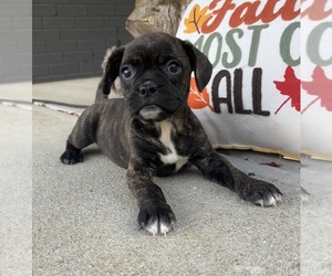 Buggs Puppy for sale in FRANKLIN, IN, USA