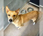 Small #1 Mutt
