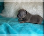 Small #2 French Bulldog