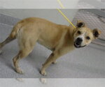 Small American Pit Bull Terrier Mix