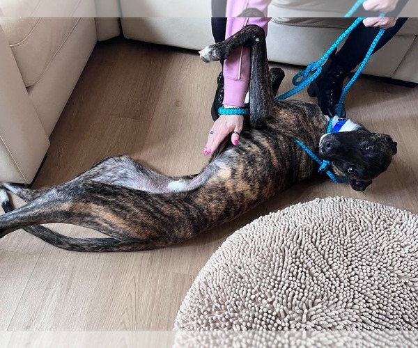 Medium Photo #3 Greyhound Puppy For Sale in Cherry Hill, NJ, USA