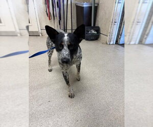 Australian Shepherd Dogs for adoption in Riverside, CA, USA