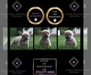 French Bulldog Puppy for sale in WARSAW, IN, USA