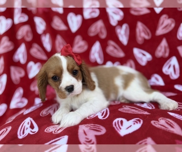 Medium Photo #5 Cavalier King Charles Spaniel Puppy For Sale in LAKELAND, FL, USA