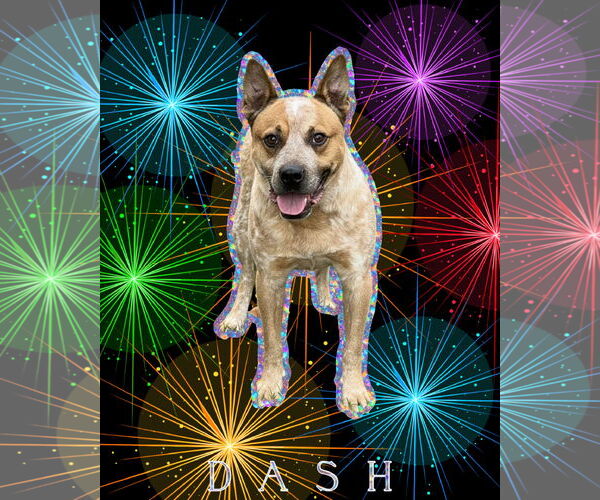 Medium Photo #1 American Bulldog-Unknown Mix Puppy For Sale in Spotsylvania, VA, USA