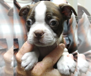 Boston Terrier Puppy for sale in CRKD RVR RNCH, OR, USA
