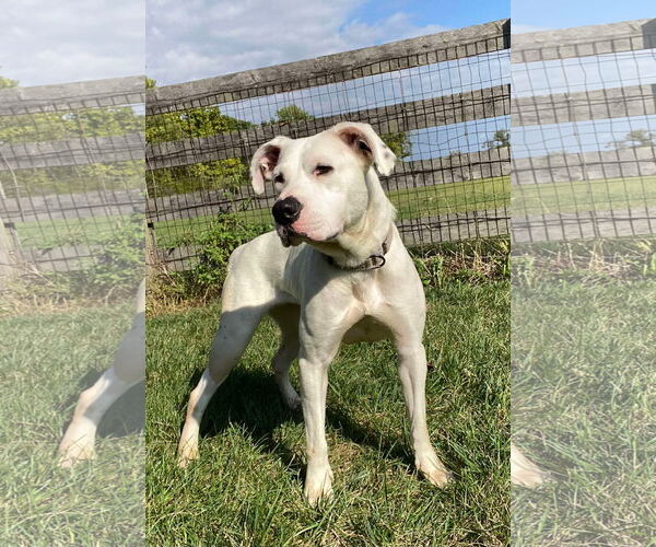 Medium Photo #40 Boxer-Unknown Mix Puppy For Sale in Germantown, OH, USA