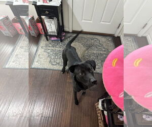 Labrador Retriever-Unknown Mix Dogs for adoption in Doylestown, PA, USA
