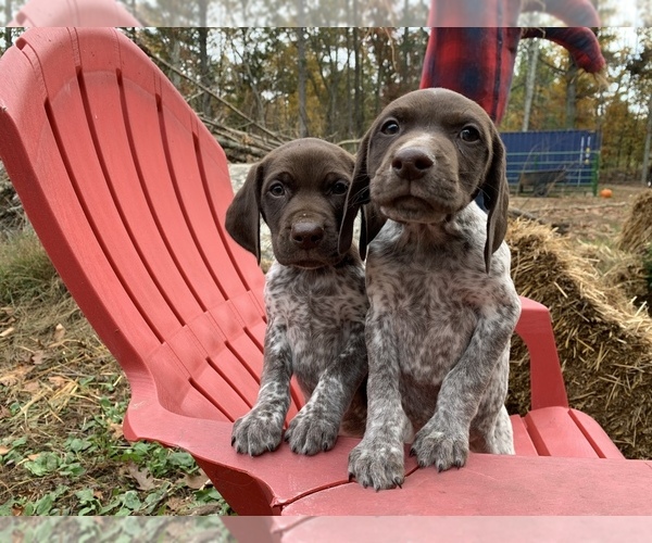 Medium Photo #1 German Shorthaired Pointer Puppy For Sale in FOSTER, RI, USA