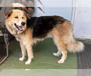 Collie-Unknown Mix Dogs for adoption in Rustburg, VA, USA