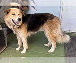 Small Collie Mix