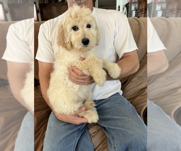 Medium Photo #2 Goldendoodle Puppy For Sale in PARKER, CO, USA
