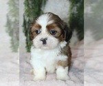 Small #2 Shih Tzu