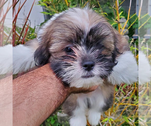 Shih Tzu Puppy for sale in PEARL CITY, HI, USA