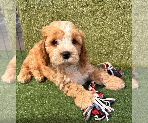 Medium Photo #4 Cavapoo (Miniature) Puppy For Sale in MIDDLEBURY, IN, USA