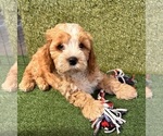 Small #3 Cavapoo (Miniature)