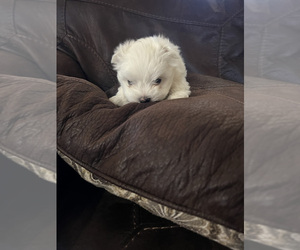Maltese Puppy for sale in FOUNTAIN, CO, USA