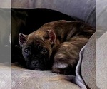 Small #1 Cane Corso
