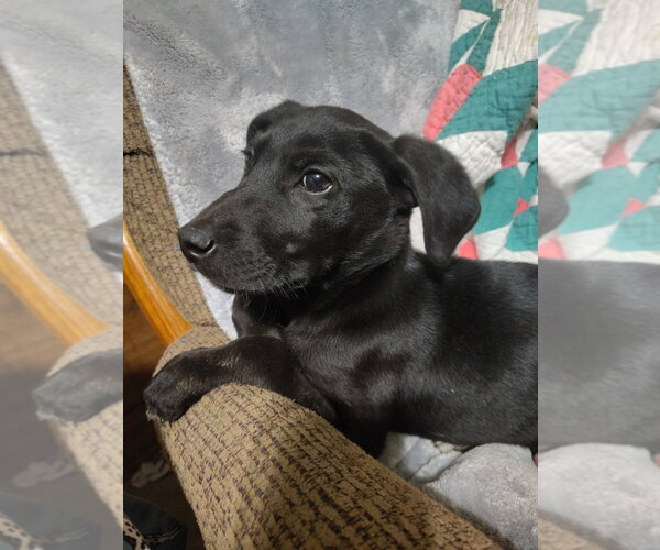 Medium Photo #1 Labrador Retriever-Unknown Mix Puppy For Sale in Boston, MA, USA