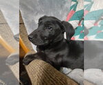 Small Labrador Retriever Mix
