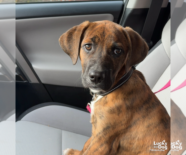 Medium Photo #4 Plott Hound-Unknown Mix Puppy For Sale in Washington, DC, USA