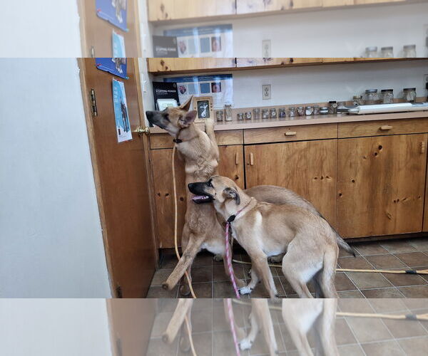 Medium Photo #4 German Shepherd Dog-Unknown Mix Puppy For Sale in Sebec, ME, USA