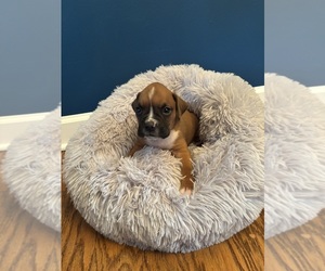 Boxer Puppy for sale in PRINCETON, WV, USA