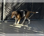 Small #2 Beagle