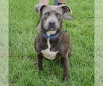Small #3 American Staffordshire Terrier-Boxer Mix
