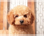 Small Goldendoodle