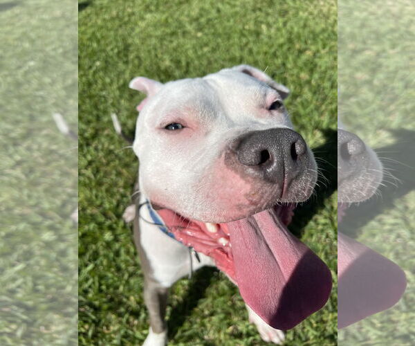 Medium Photo #2 Mutt Puppy For Sale in Miami, FL, USA